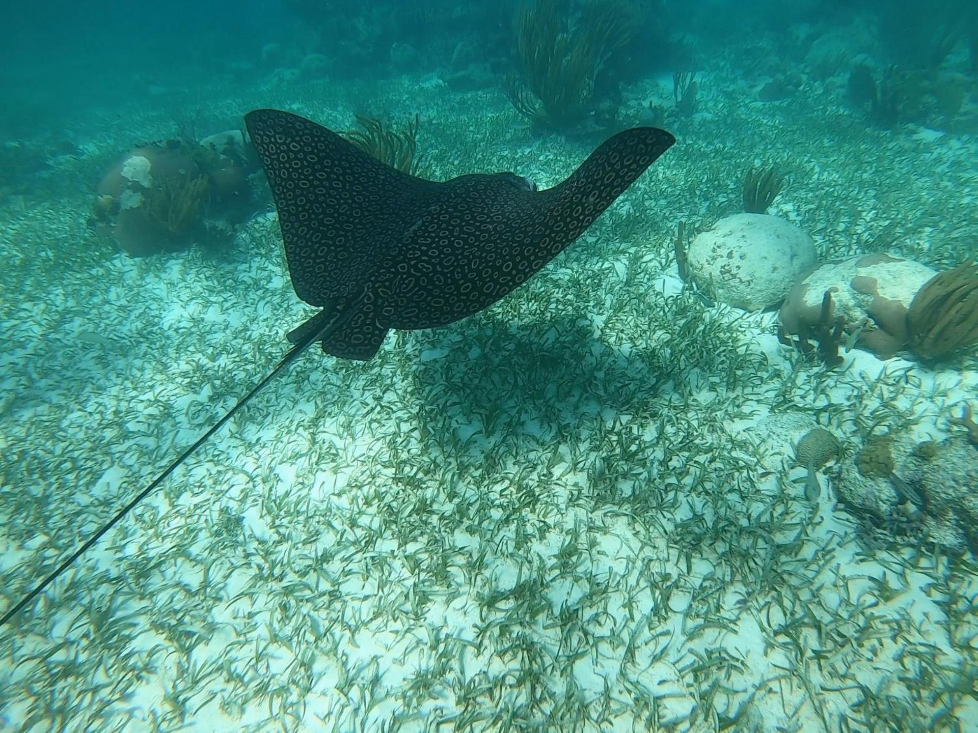 Alam B&B Marsa Alam Eksteriør billede